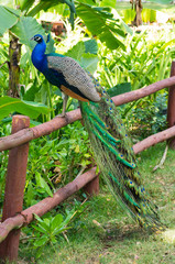 Naklejka premium peacock