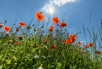 Close up from flowers on a meadow with blue sky