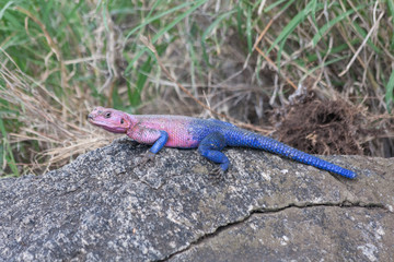 Pink and blue agama lizard sits on grey stone. Serengeti National Park, Great Rift Valley, Tanzania, Africa. 
