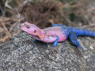 Pink and blue agama lizard sits on grey stone. Serengeti National Park, Great Rift Valley, Tanzania, Africa. 

