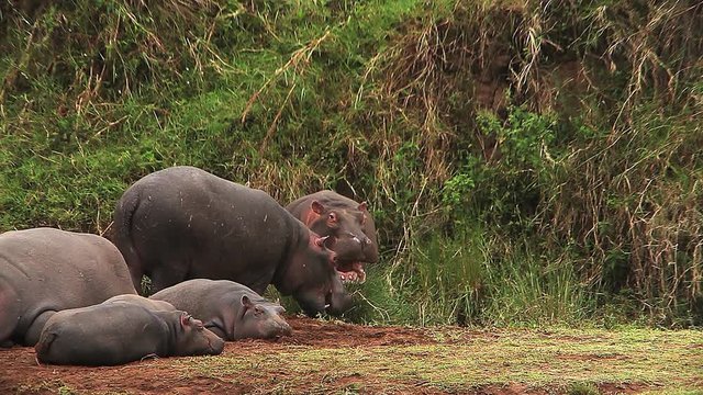 Hippopotamus, hippopotamus amphibius, Youngs sleeping and Adults with Open Mouth, Masai Mara Park in Kenya, Real Time