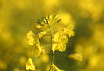 Golden Canola