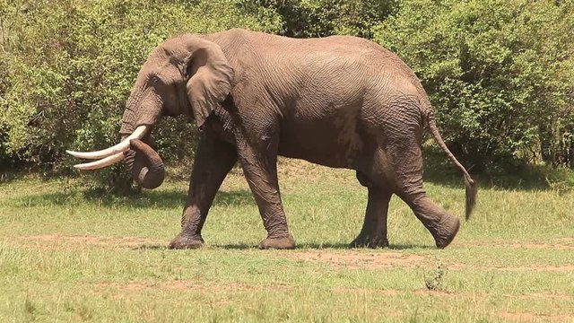 African Elephant, loxodonta africana, Adult walking through Savanna, Masai Mara Park in Kenya, Real Time