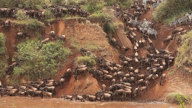 Blue Wildebeest, connochaetes taurinus, Herd Crossing Mara River during Migration, Masai Mara Park in Kenya, Real Time