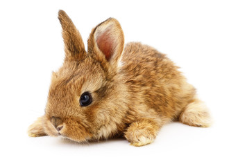 Brown bunny rabbit.