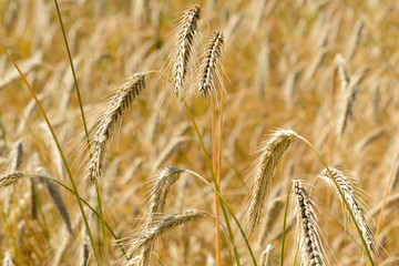Close up from golden summer cornfield