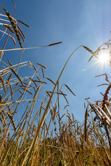 Close up from orange yellow flowers