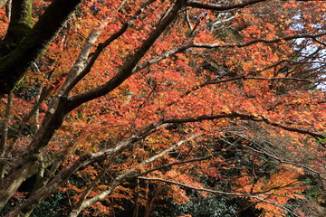 Japanese autumn