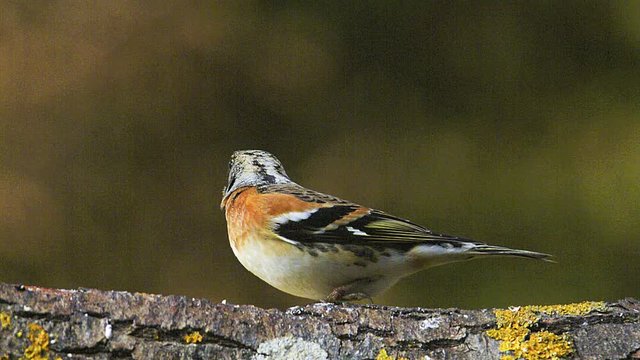 Brambling, fringilla montifringilla, Adult eating Seeds on Branch, Normandy, Real Time