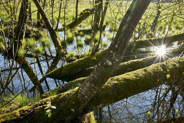 Erlenbruchwald in der Abendsonne