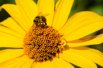Close up from a bee on a yellow flower