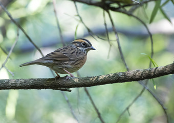 Accentor