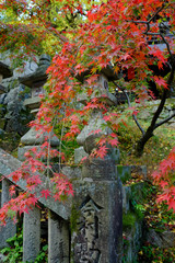 香川県　こんぴらさんの紅葉