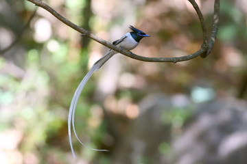 Asian  paradise flycatcher