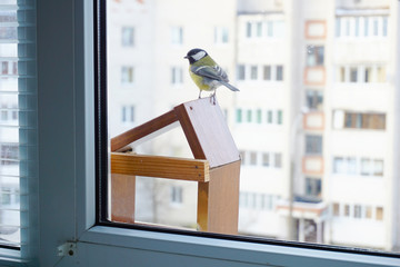 Obraz premium Winter feeding trough for tits on the window 