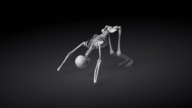 Downward Facing Dog Pose Of Human Skeletal