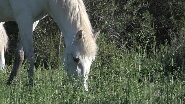 Camargue Horse, Mare eating Grass, Saintes Marie de la Mer in The South of France, Real Time