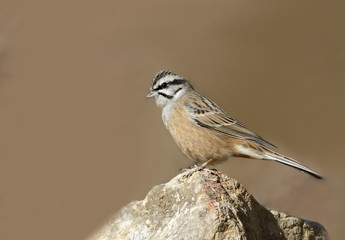 Rock bunting ( Emberiza cia)