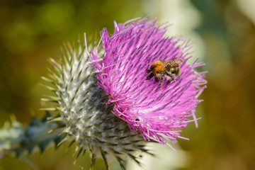 Close up from bee on a pink blossom