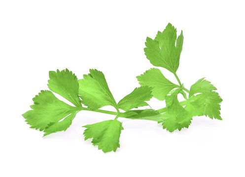 fresh celery leaf isolated on white background