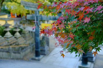 香川県　こんぴらさんの紅葉