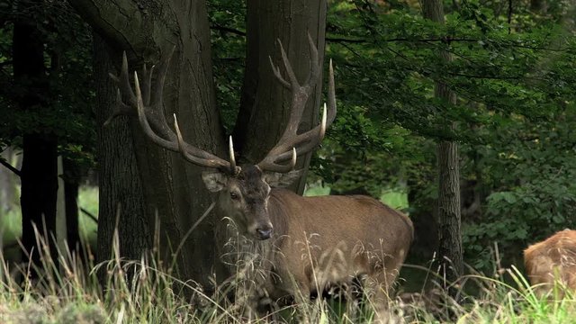 Red Deer, cervus elaphus, Stag during the Rutting season, Sweden, Real Time