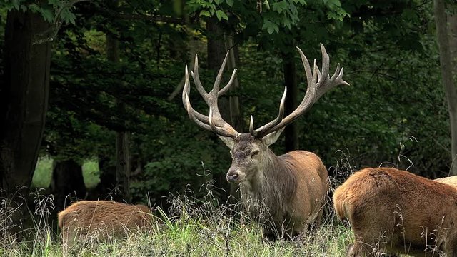 Red Deer, cervus elaphus, Stag in the Middle of the Group, Sweden, Real Time