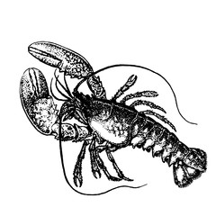 lobster