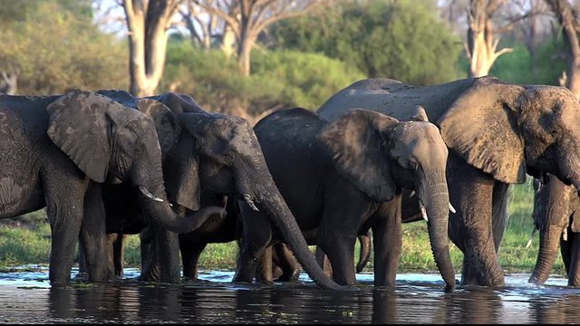 African Elephant, loxodonta africana, Group drinking water at Khwai River, Moremi Reserve, Okavango Delta in Botswana, Real Time