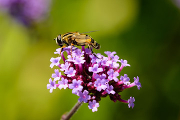 Close up from a wesp on a pink blossom