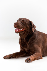 The brown labrador retriever on white