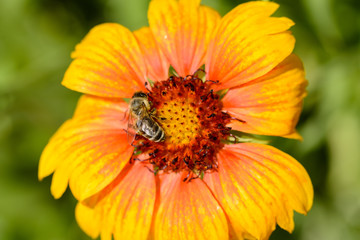 Close up from yellow blossom with bee