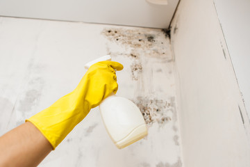 kills mold at home