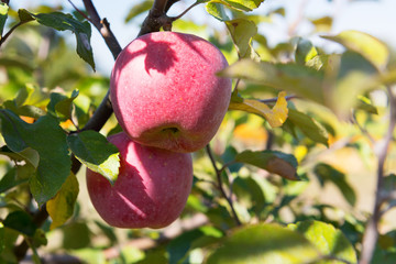 Red apples on the tree
