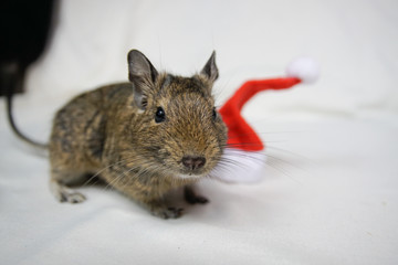 Koszatniczka i czapka świętego mikołaja © Aruru