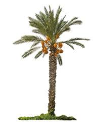 Naklejka premium Date palm