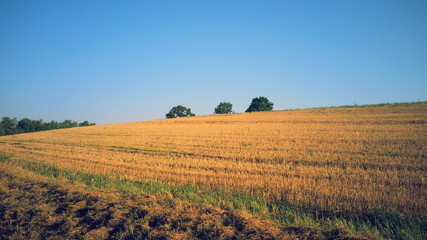 Gemähtes Sommerfeld