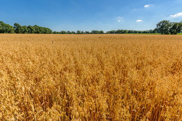 Close up from golden summer cornfield