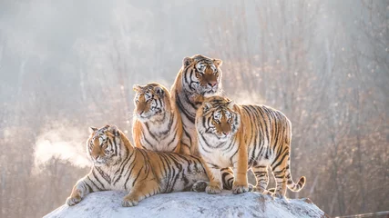 Fototapeten Tiger © Yotin