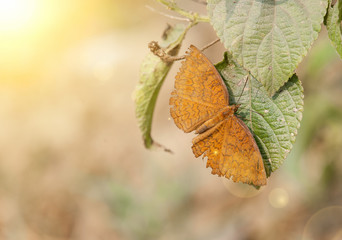 Common castor feeding