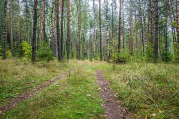 The road in Forest.