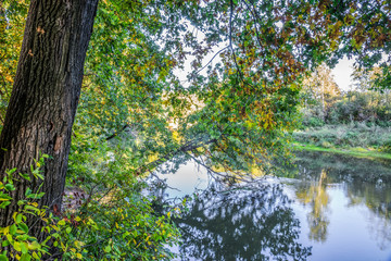 The tree hanging over the river Kirzhach.