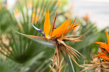 Tropical flower strelitzia or bird of paradise flower in Funchal on Madeira Island,  Portugal.