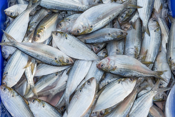 Fresh fish in the market