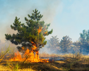 Forest fire. Using firebreak for stoping wildfire.