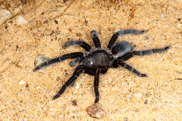 Selenocosmia javanensis tarantula spider on the ground