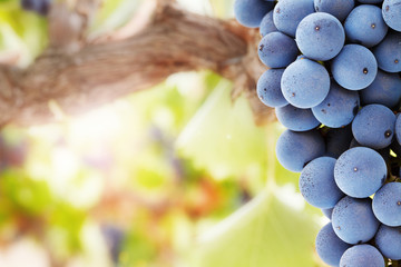 Grapes on vine close-up © andrewhagen