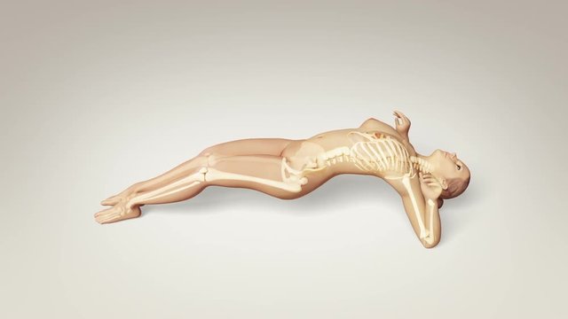 Yoga Upward Facing Pose Of Stretching Female With Visible Skeleton