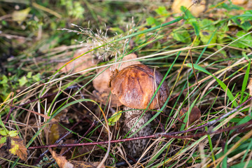 Mushrooms in the grass.