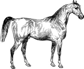 Vintage image horse © unorobus